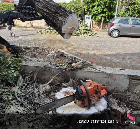 מסור שרשרת על גדם עץ לאחר גיזום